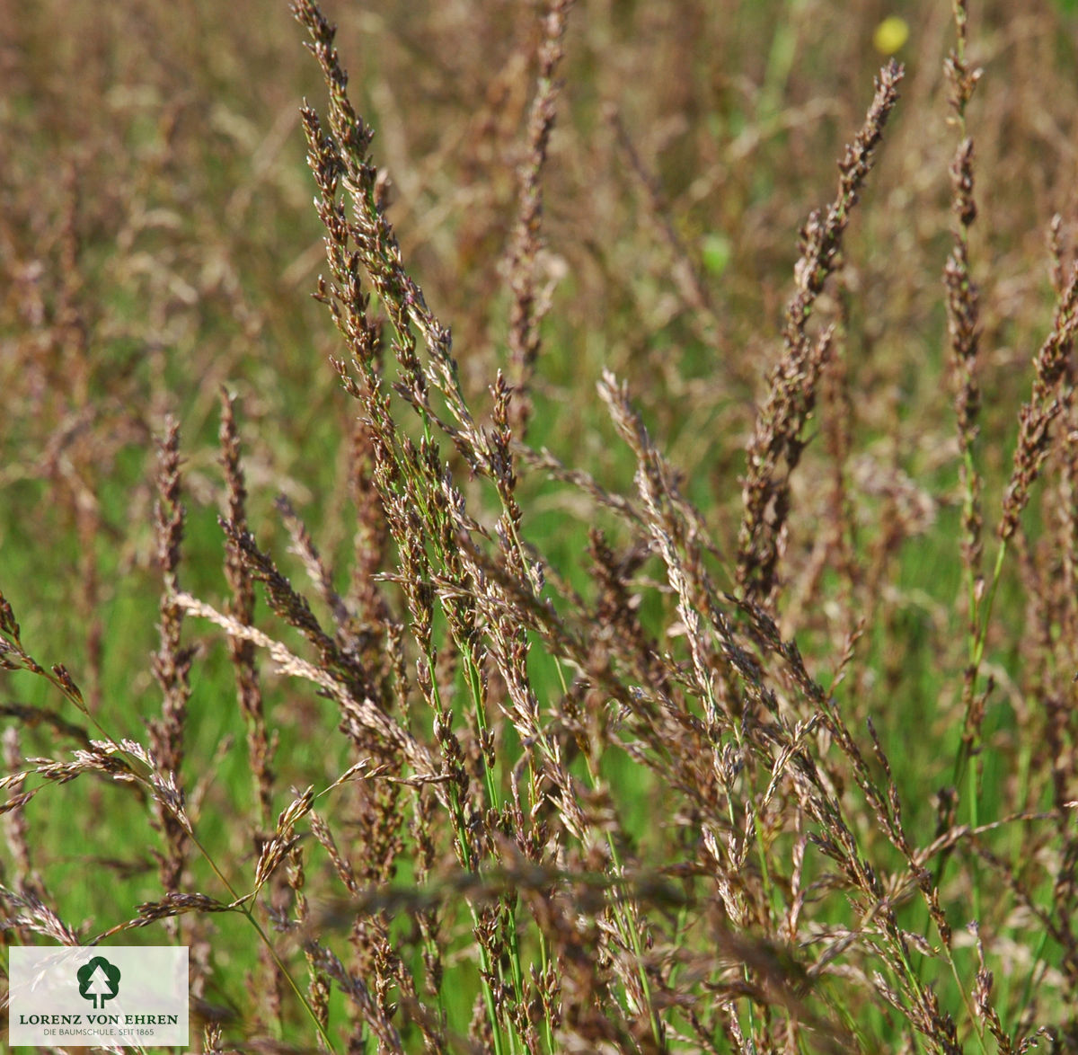 Molinia caerulea 'Moorhexe'