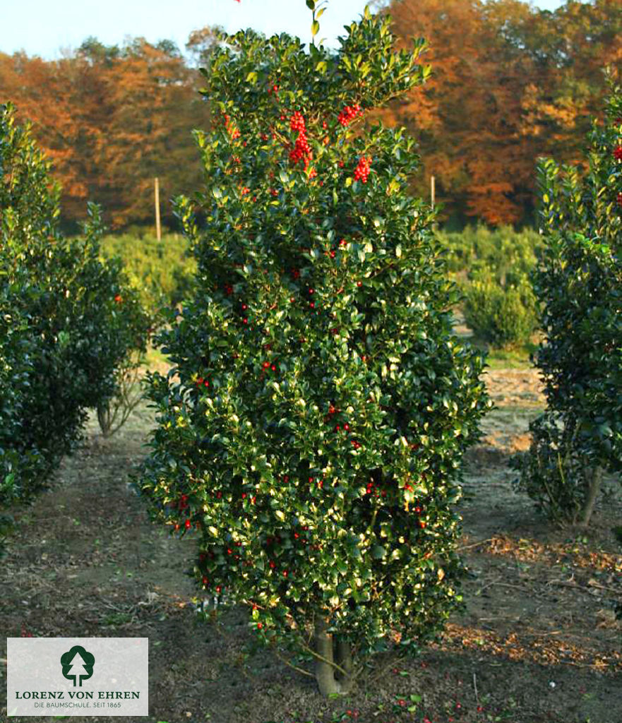 Ilex meserveae 'Heckenfee'