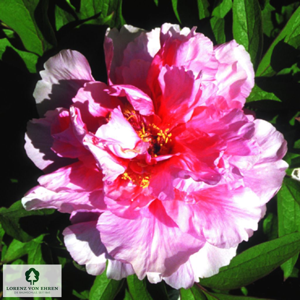 Paeonia suffruticosa 'Baronne d'Ales'