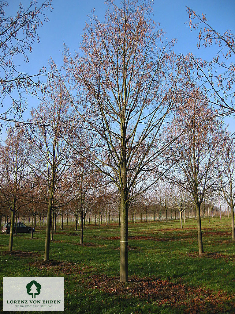 Tilia platyphyllos 'Prince's Street'