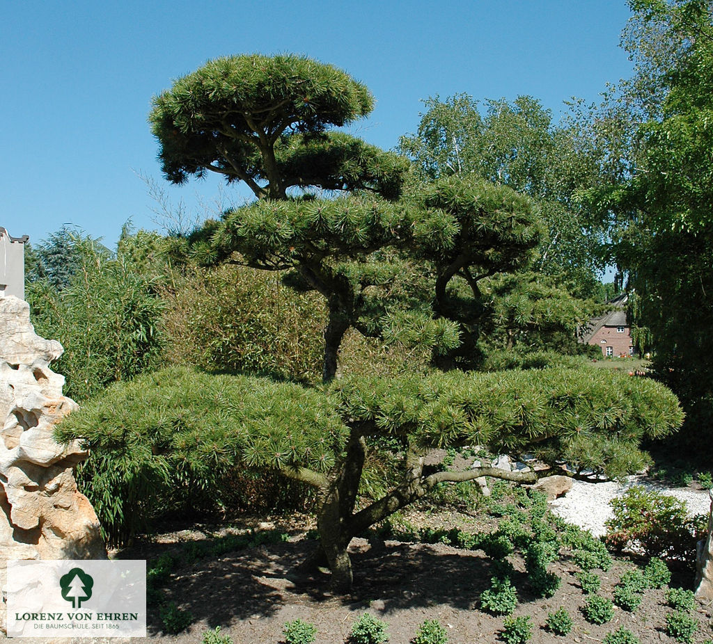 Pinus mugo