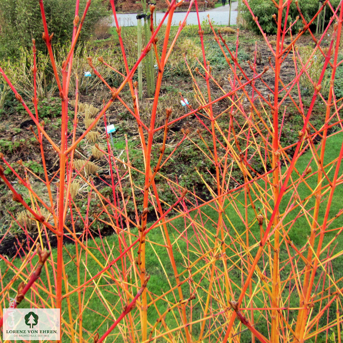 Cornus sanguinea 'Winter Beauty'