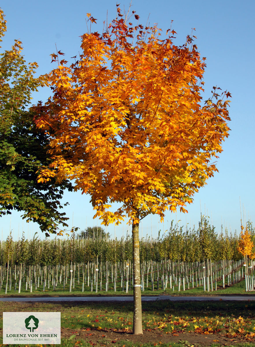 Acer platanoides Herbstfärbung rot gelb orange