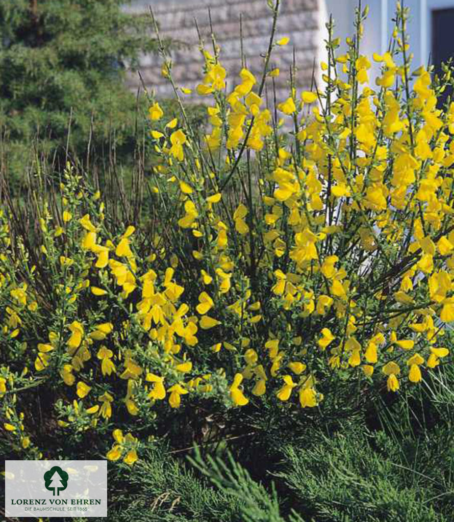 Cytisus scoparius 'Butterfly'