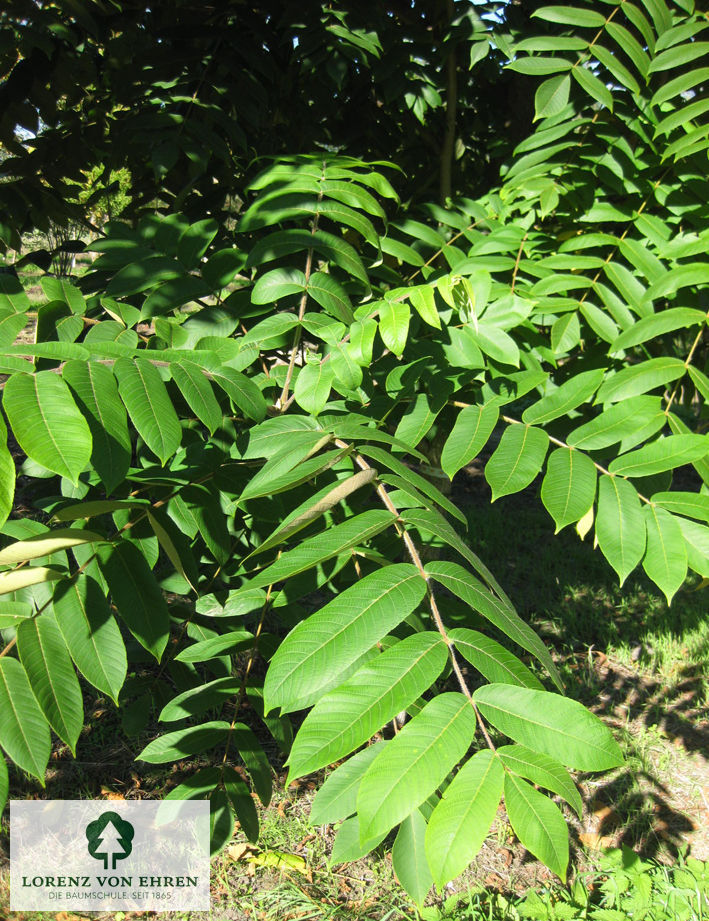 Juglans cinerea