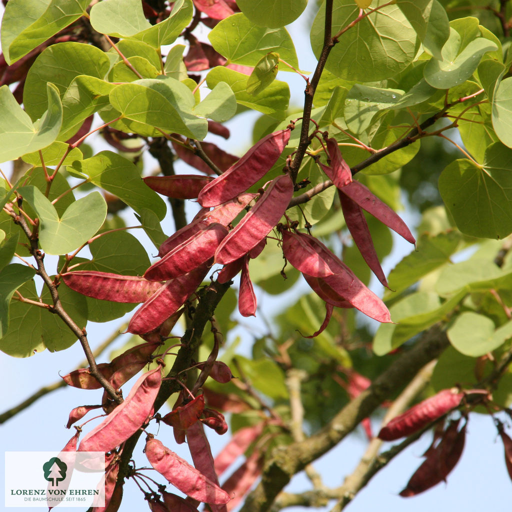 Cercis siliquastrum