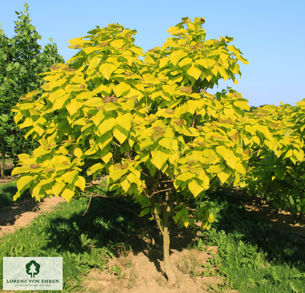 Catalpa bignonioides 'Aurea'