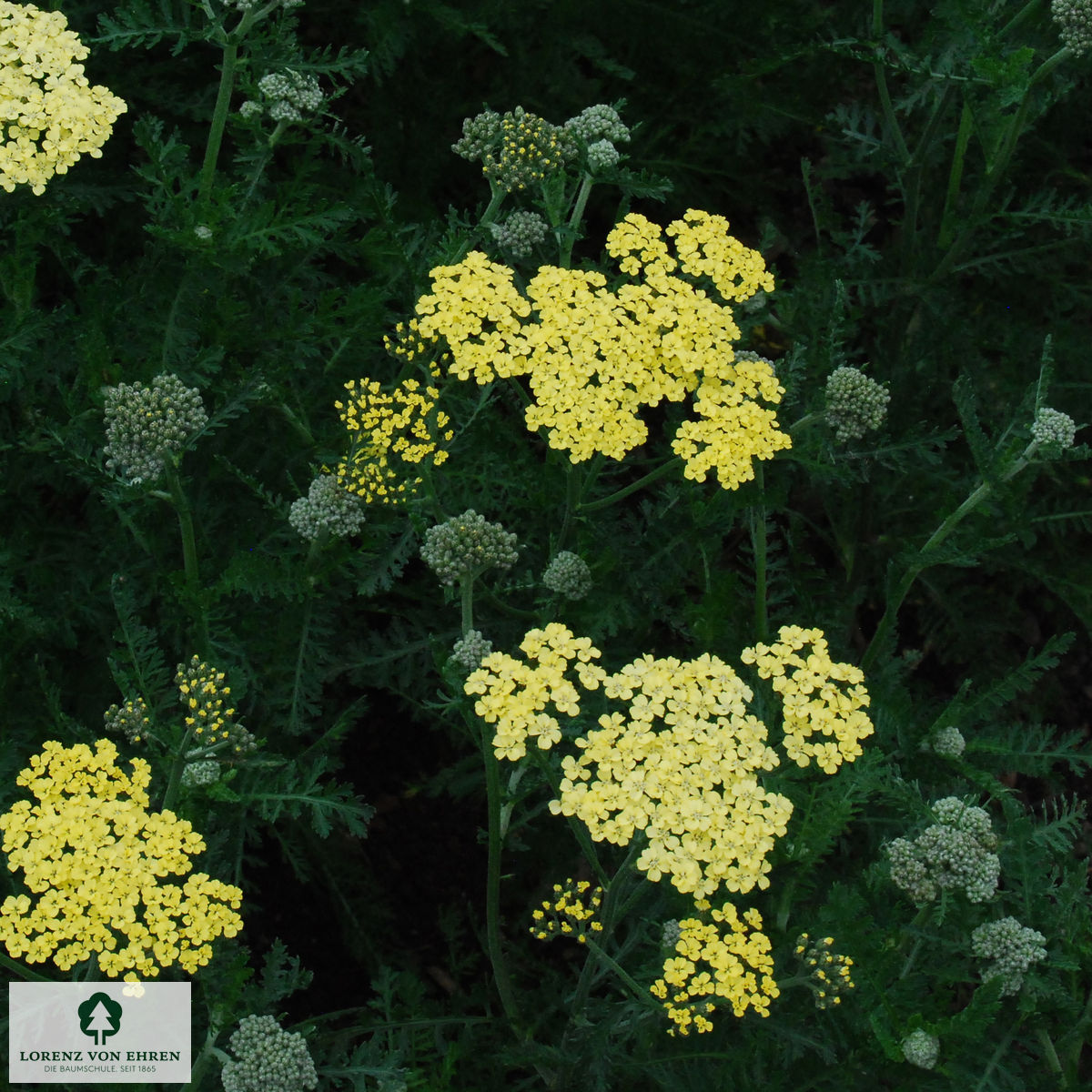 Achillea Filipendulina-Hybride 'Credo'