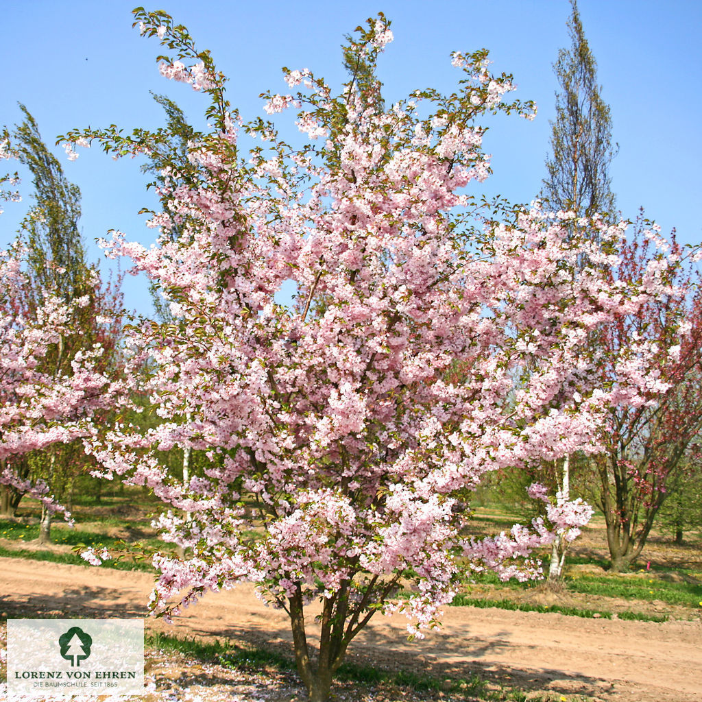 Prunus 'Accolade'