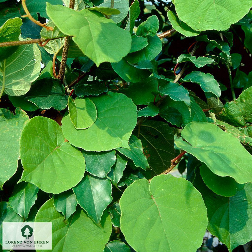 Actinidia chinensis