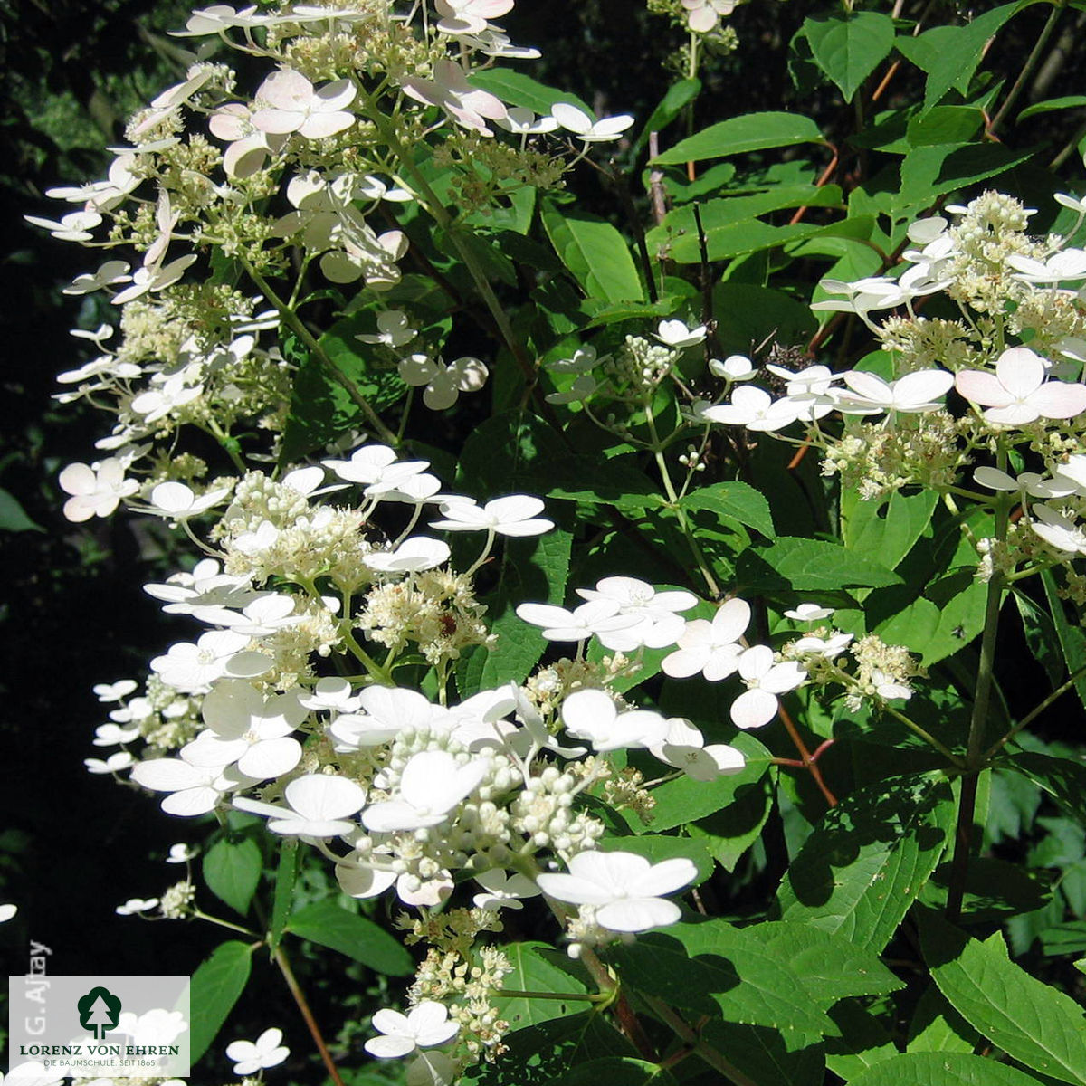 Hydrangea paniculata 'Early Sensation'