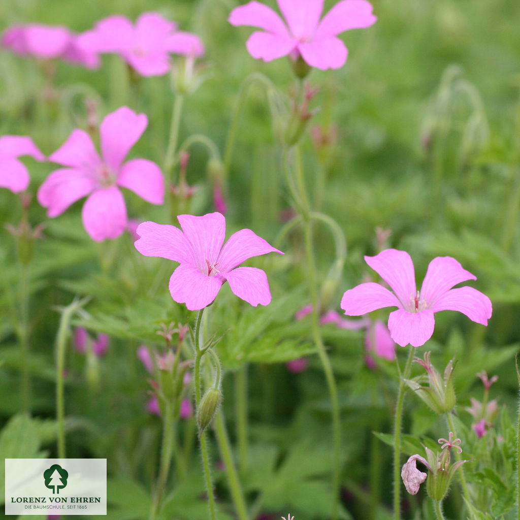 Geranium oxonianum 'Rosenlicht'