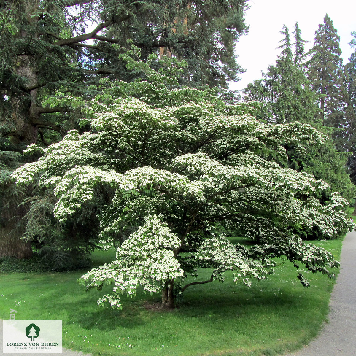 Cornus kousa chinensis