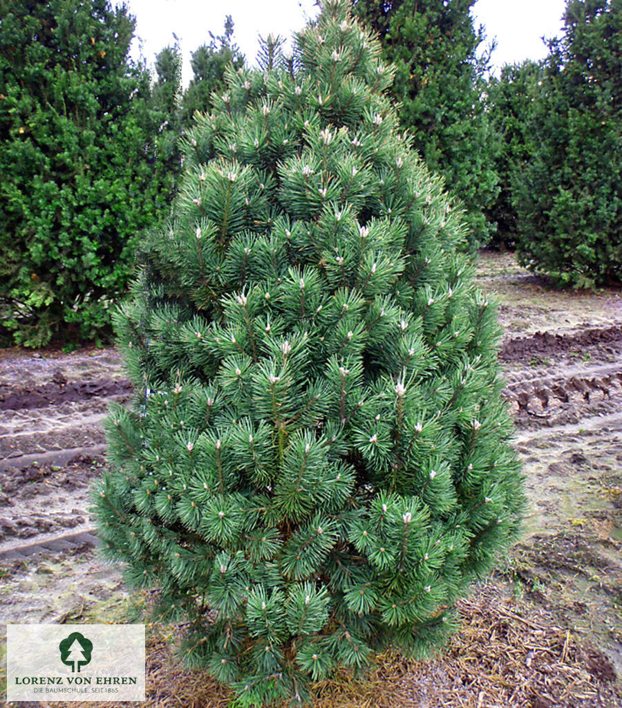 Pinus mugo 'Columnaris'