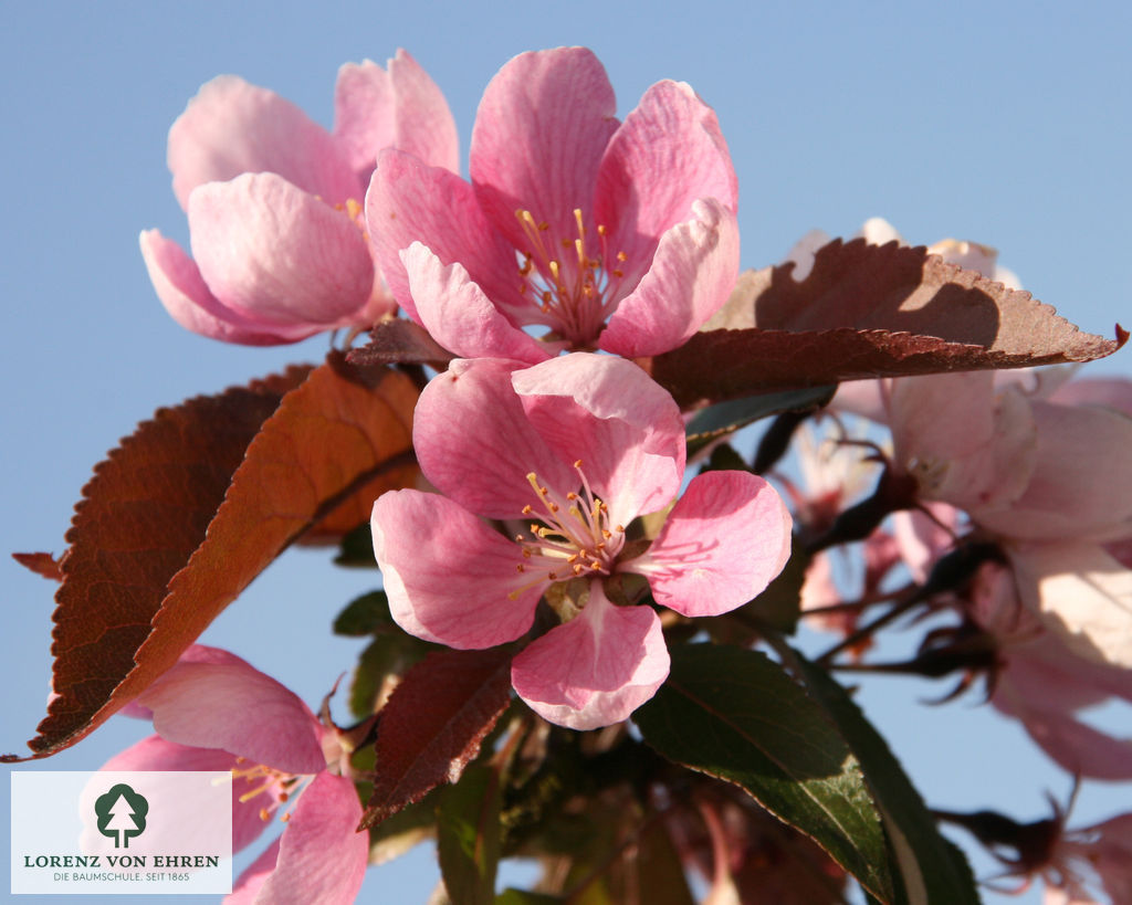 Malus 'Makamik'