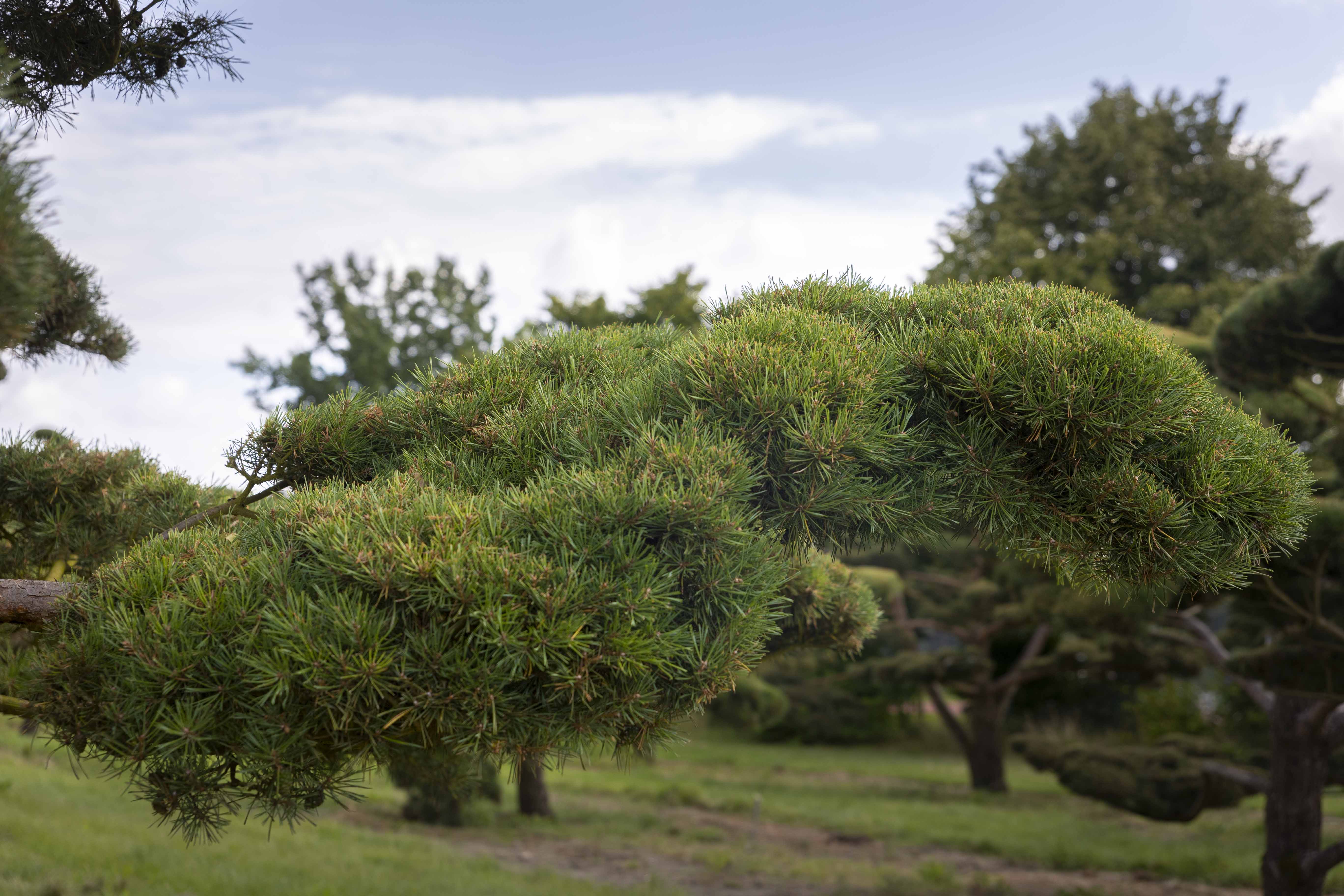 Pinus sylvestris 'Norske Typ' Unikat