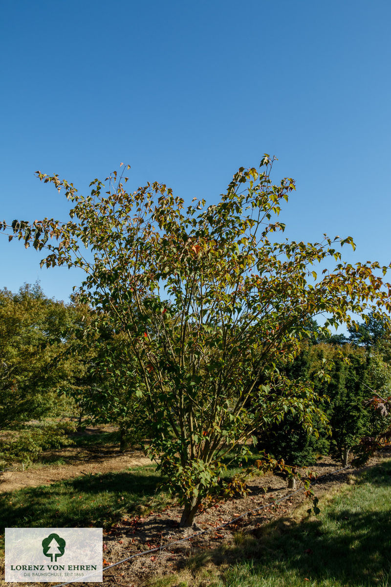 Acer davidii