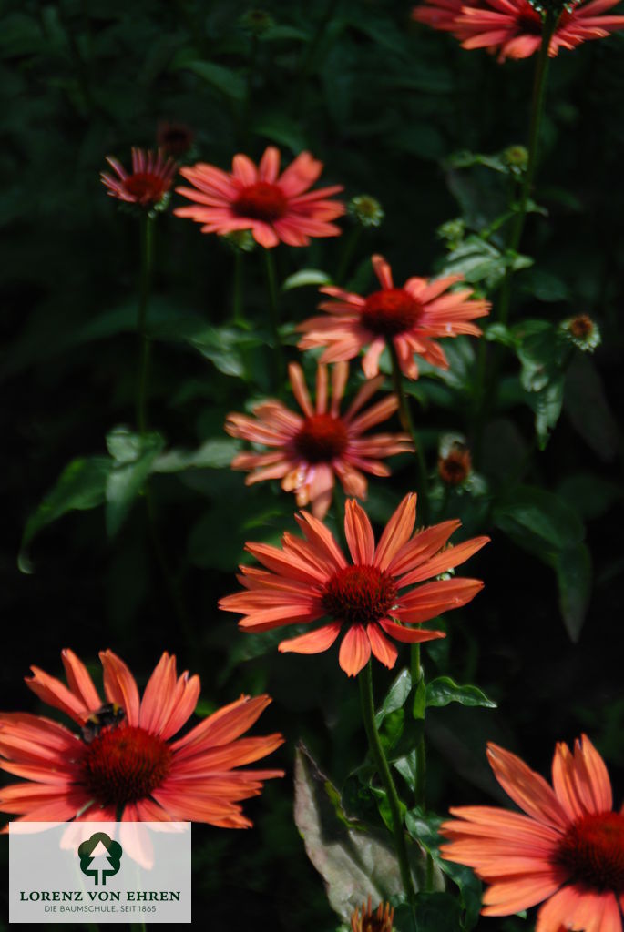 Echinacea purpurea 'Sundown'