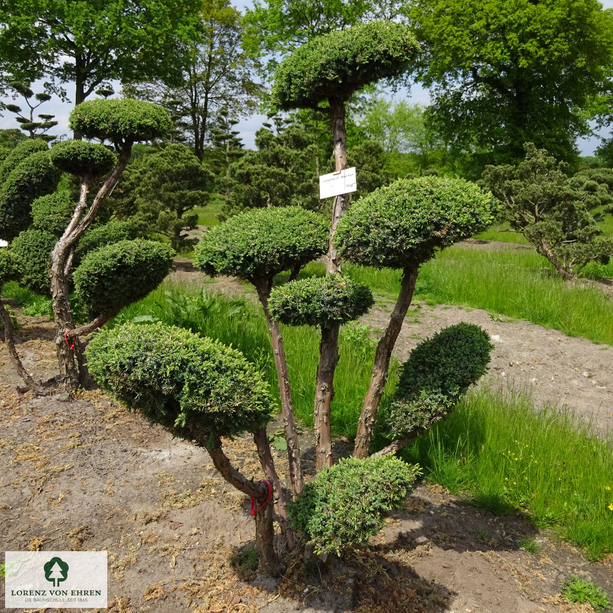 Juniperus chinensis 'Blue Alps'