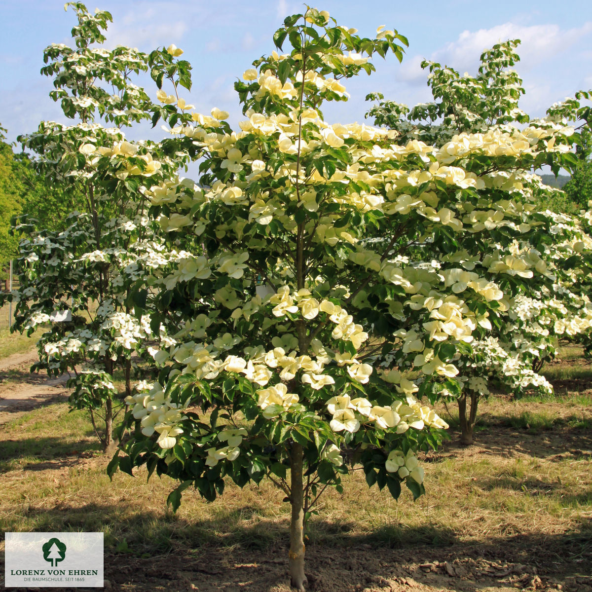 Cornus kousa 'Venus'