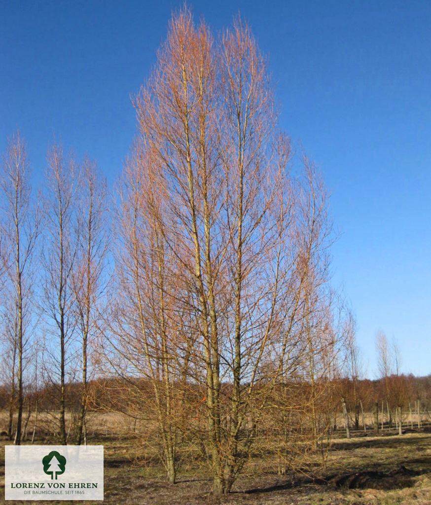 Salix alba 'Chermesina'