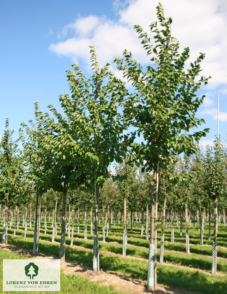 Prunus avium 'Große Schwarze Knorpelkirsche'