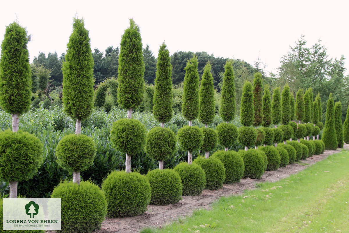 Thuja occidentalis 'Smaragd'