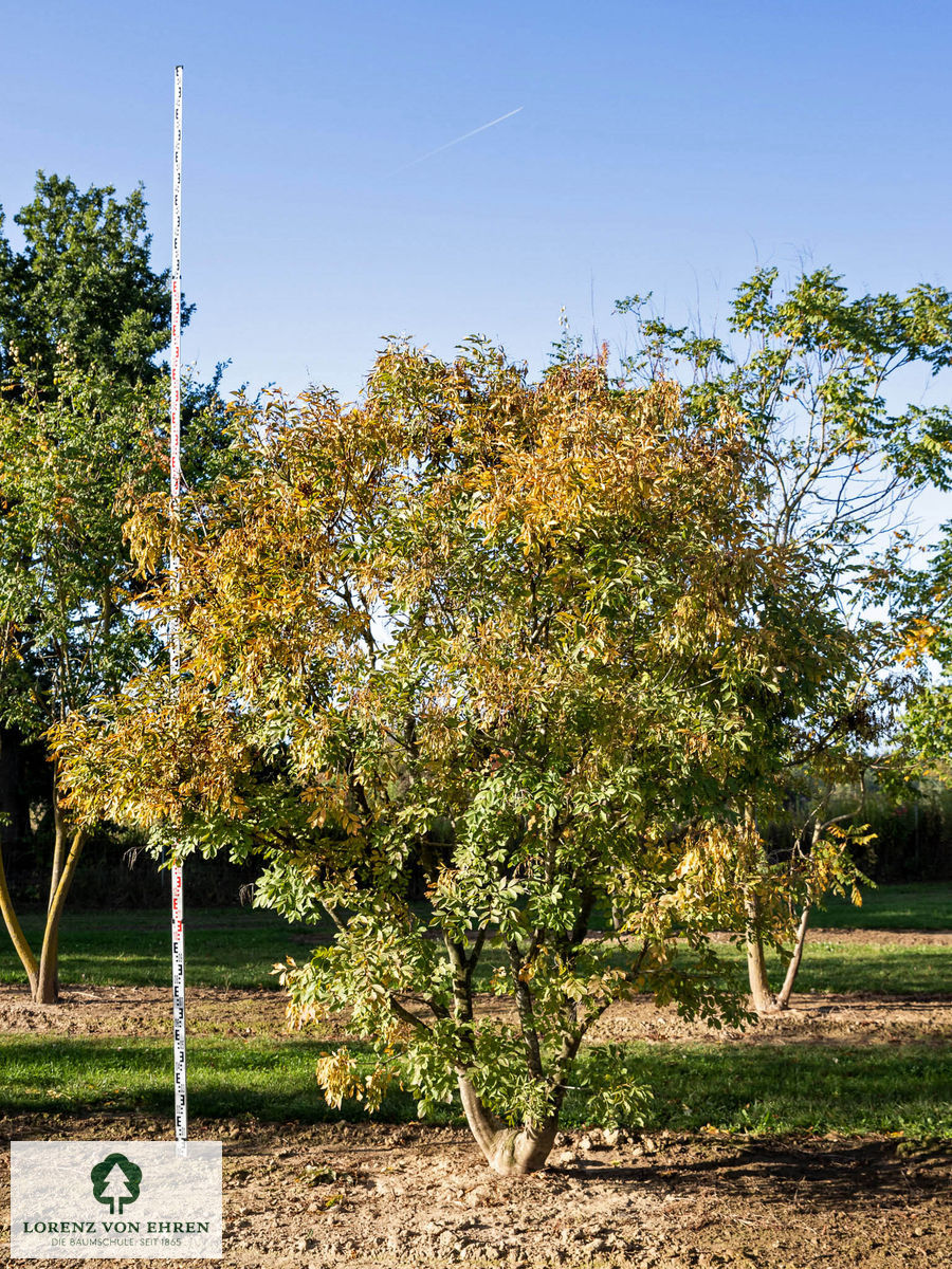 Fraxinus ornus