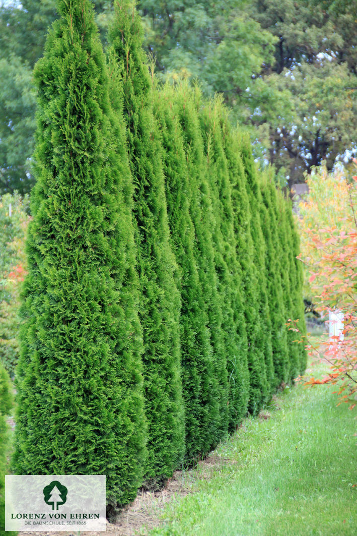 Thuja occidentalis 'Smaragd'