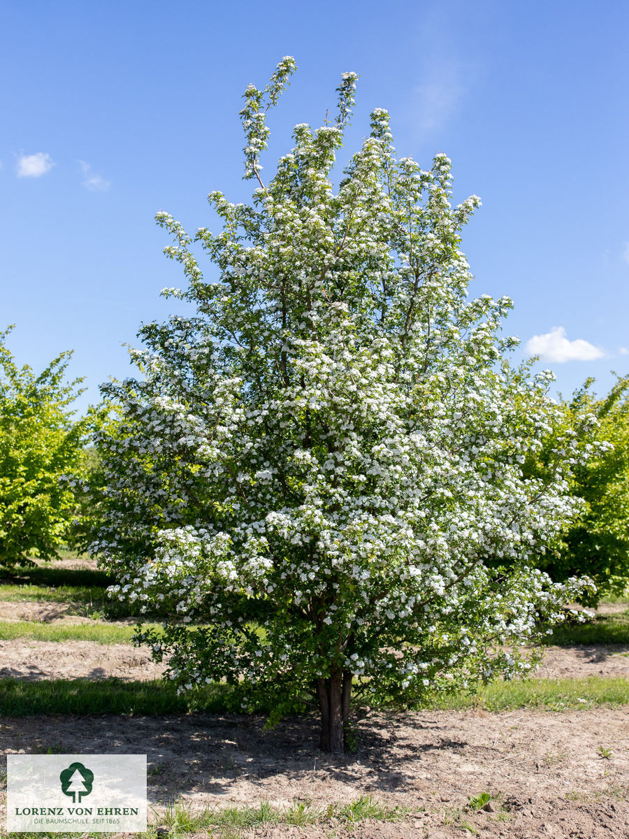 Crataegus monogyna