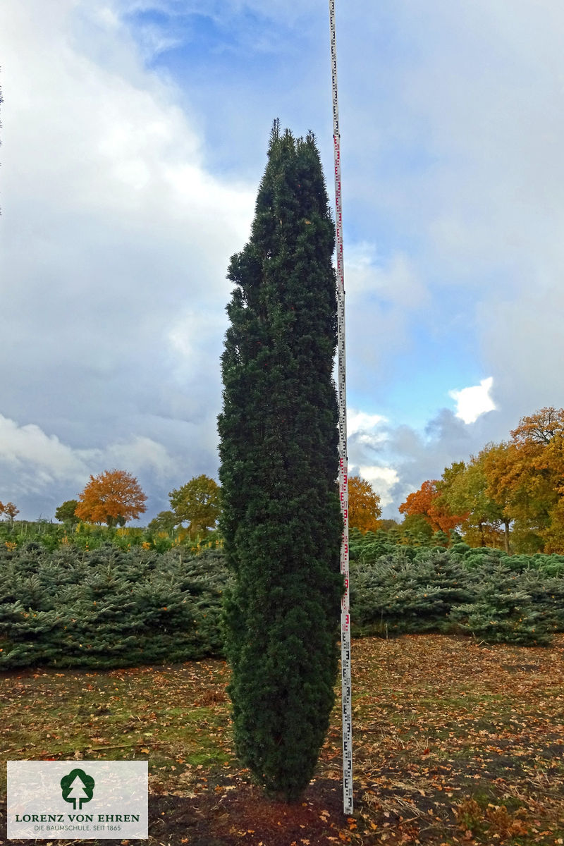 Taxus baccata 'Fastigiata Robusta'