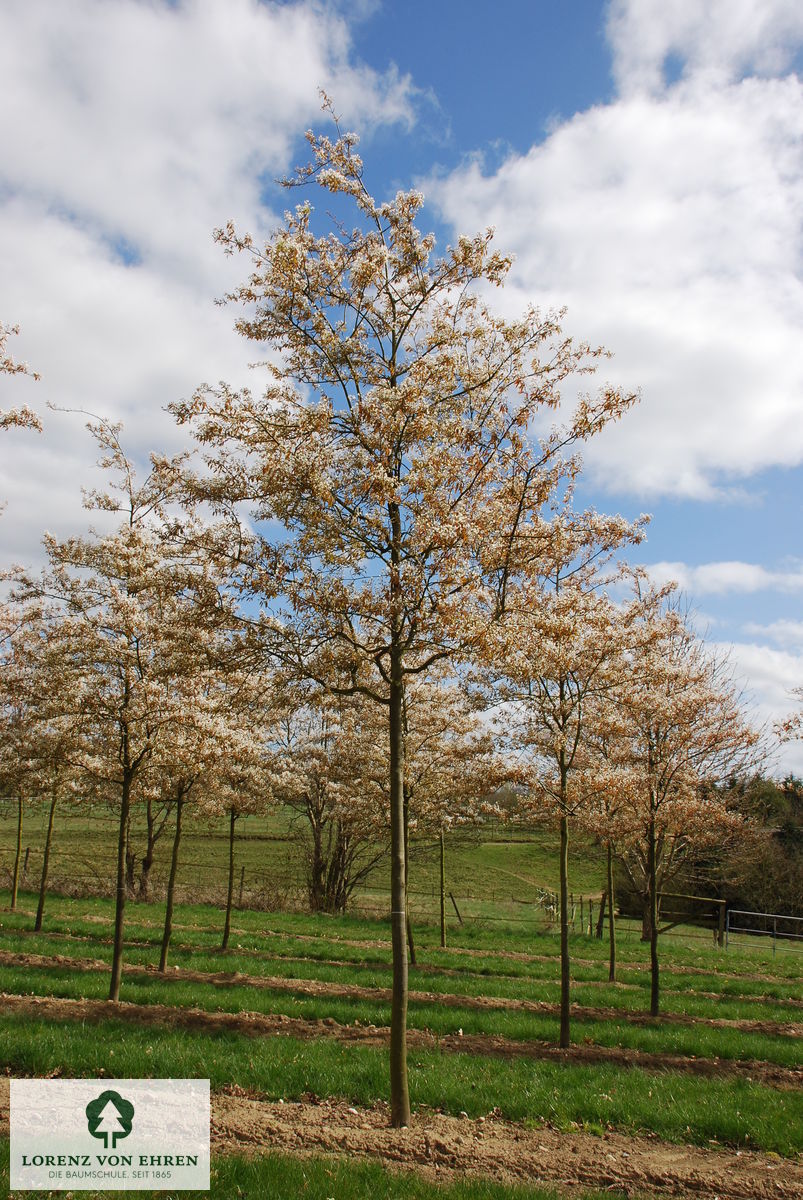 Amelanchier lamarkii im Quartier