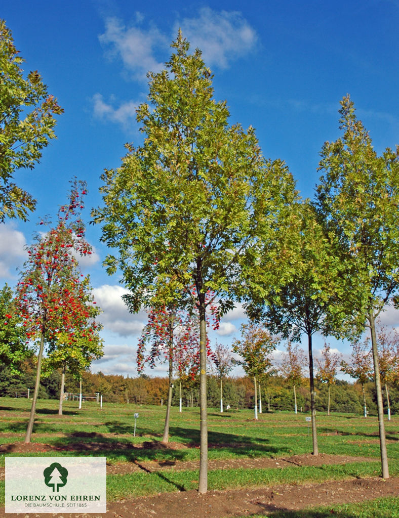 Fraxinus excelsior 'Atlas'