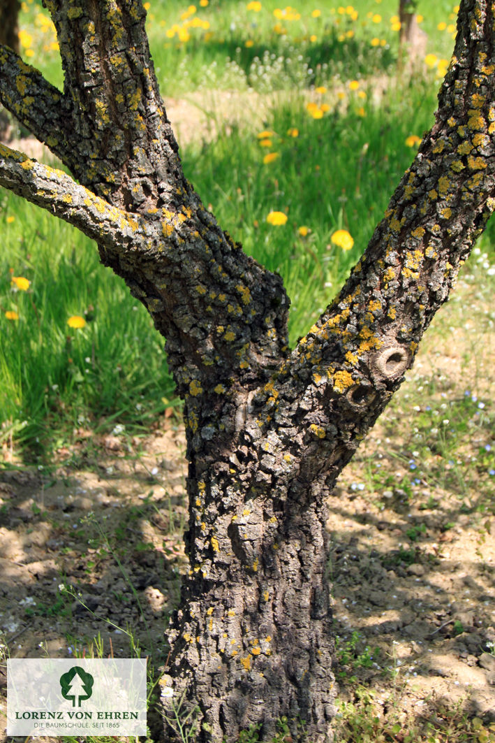 Quercus pubescens