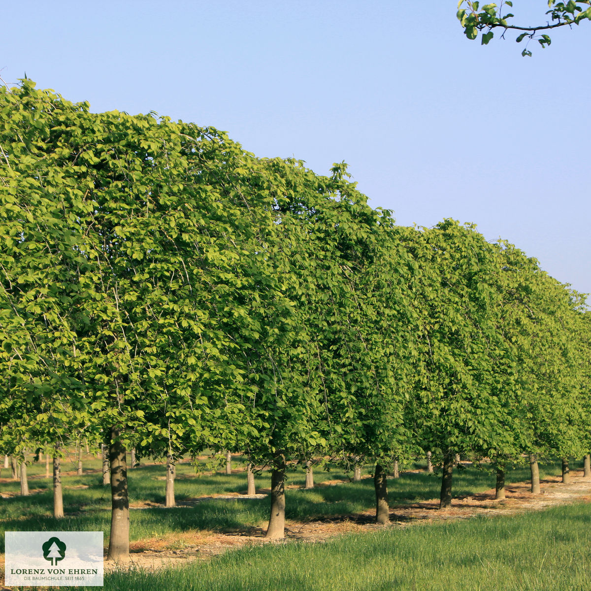 Carpinus betulus 'Pendula'