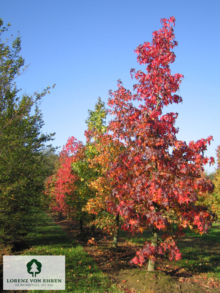 Liquidambar styraciflua