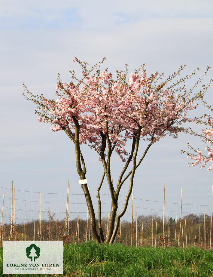 Prunus 'Accolade'