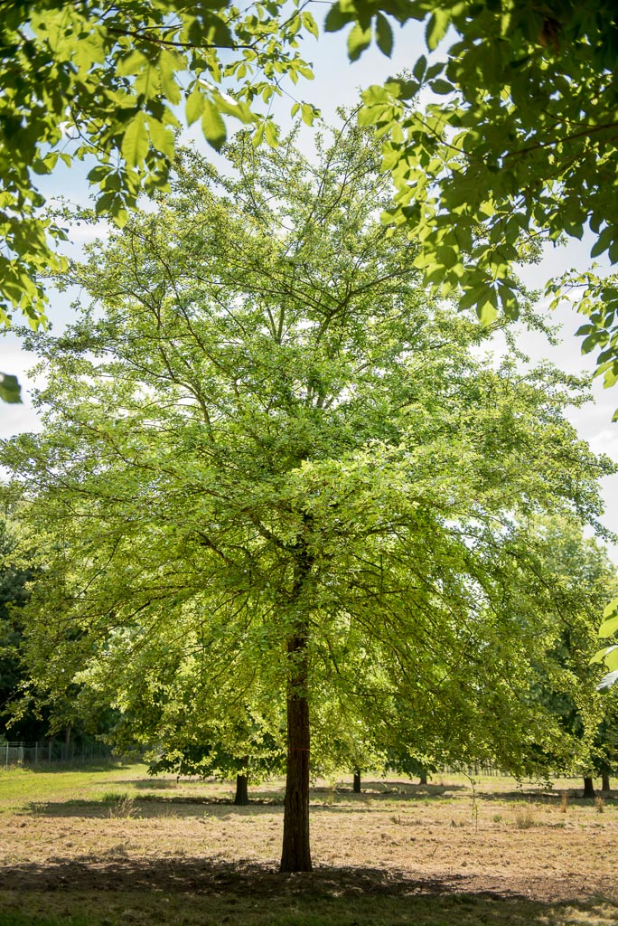 Crataegus monogyna Unikat