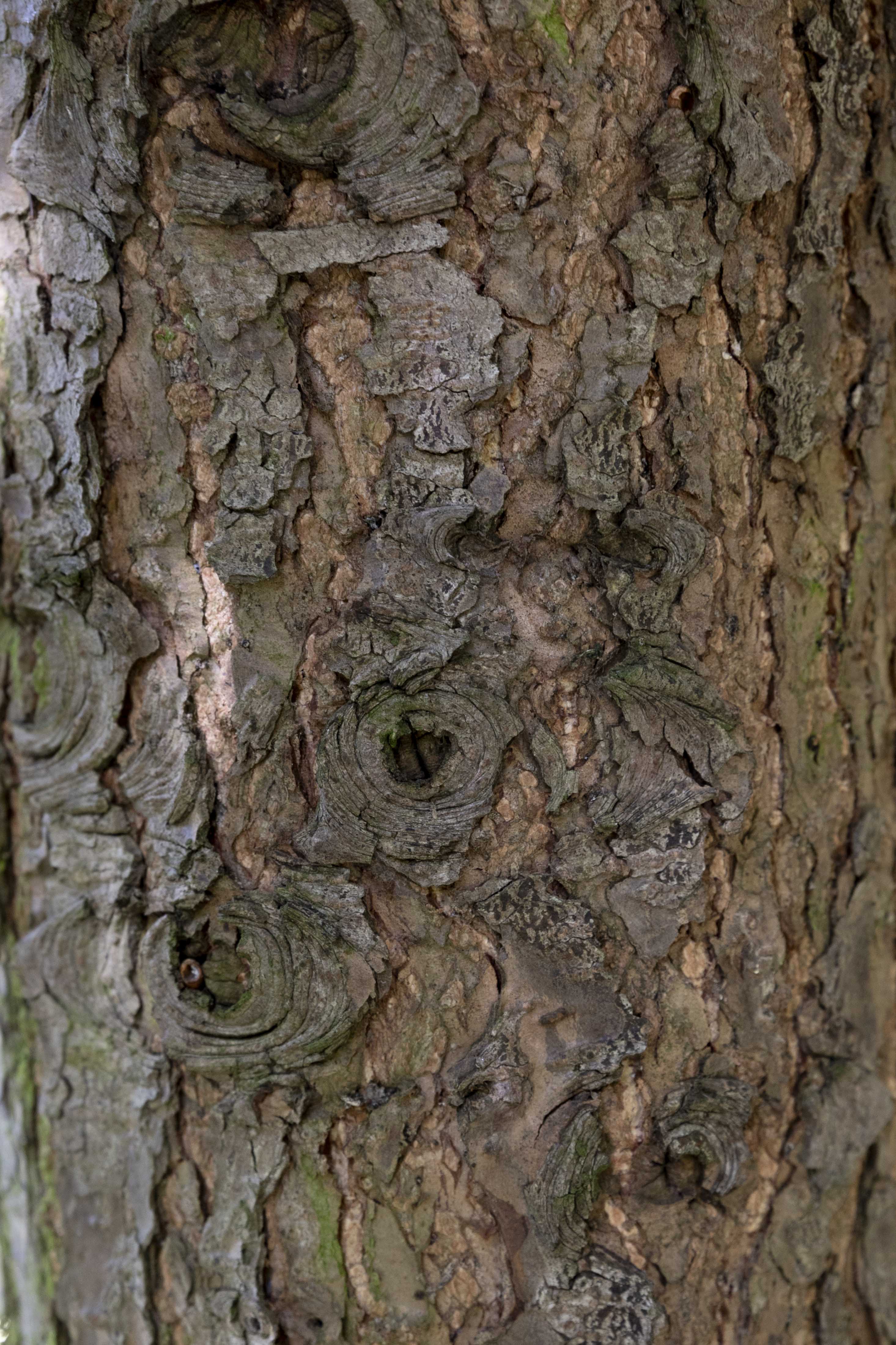 Tsuga canadensis Unikat