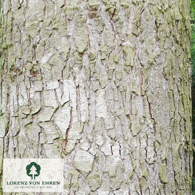 Abies procera 'Glauca'