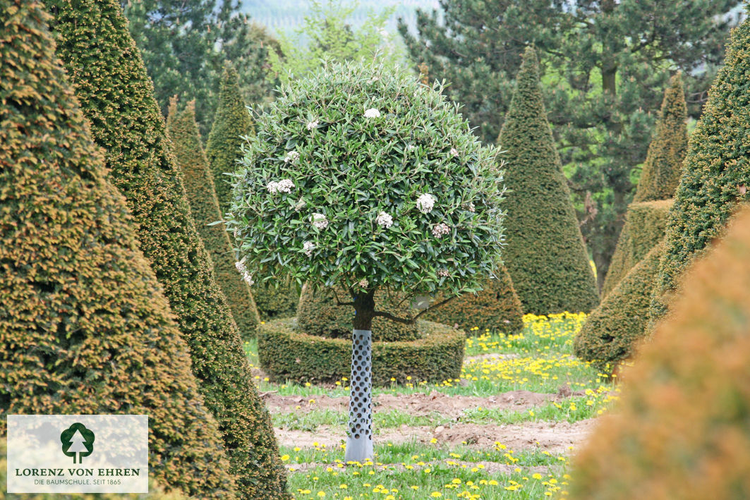 Viburnum 'Pragense'