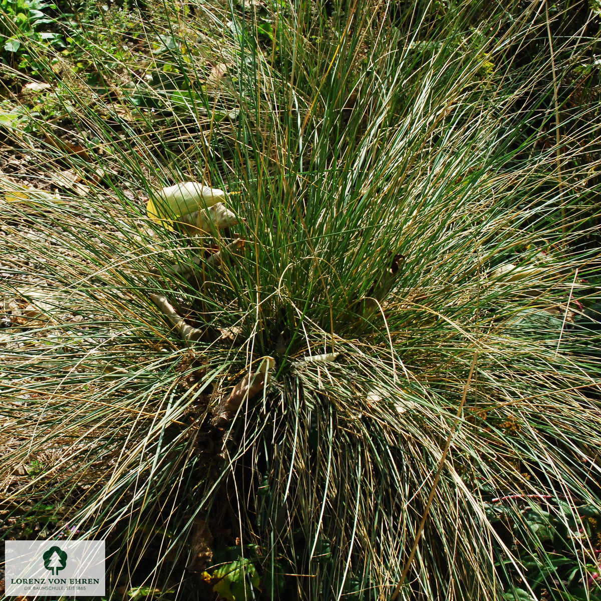 Festuca mairei