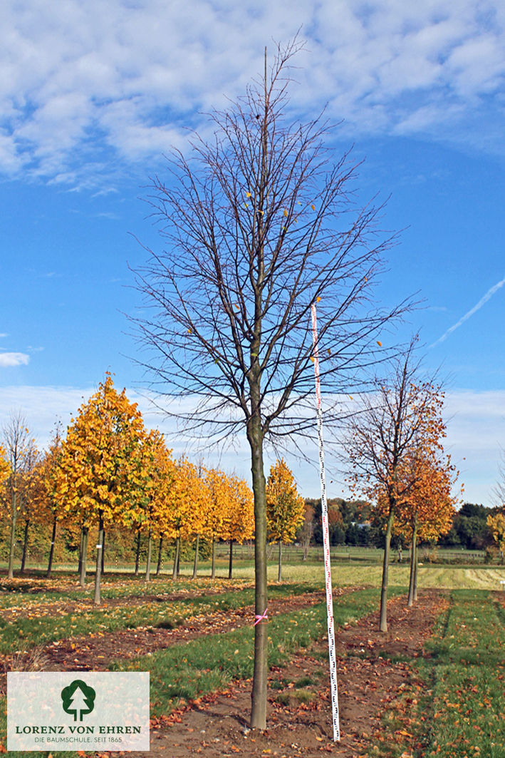 Tilia cordata