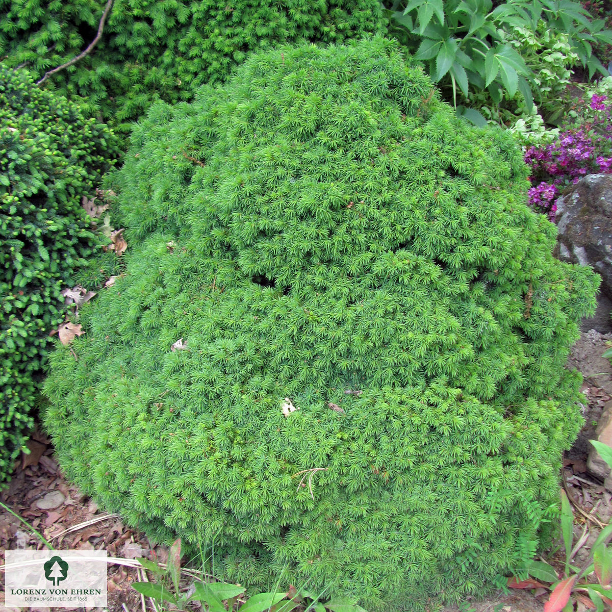 Picea glauca 'Alberta Globe'