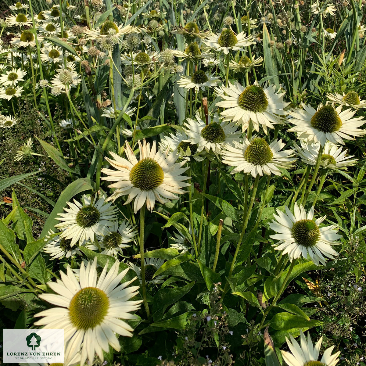 Echinacea purpurea 'Alba'