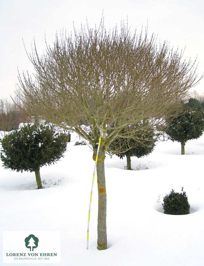 Syringa meyeri 'Palibin'