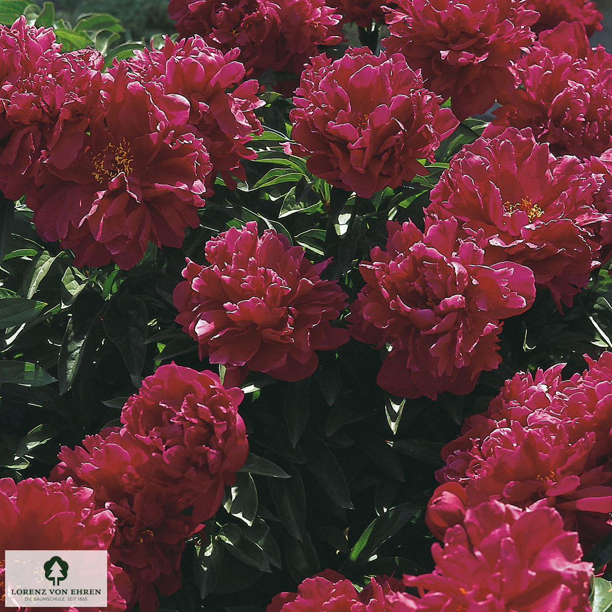 Paeonia officinalis 'Rubra Plena'