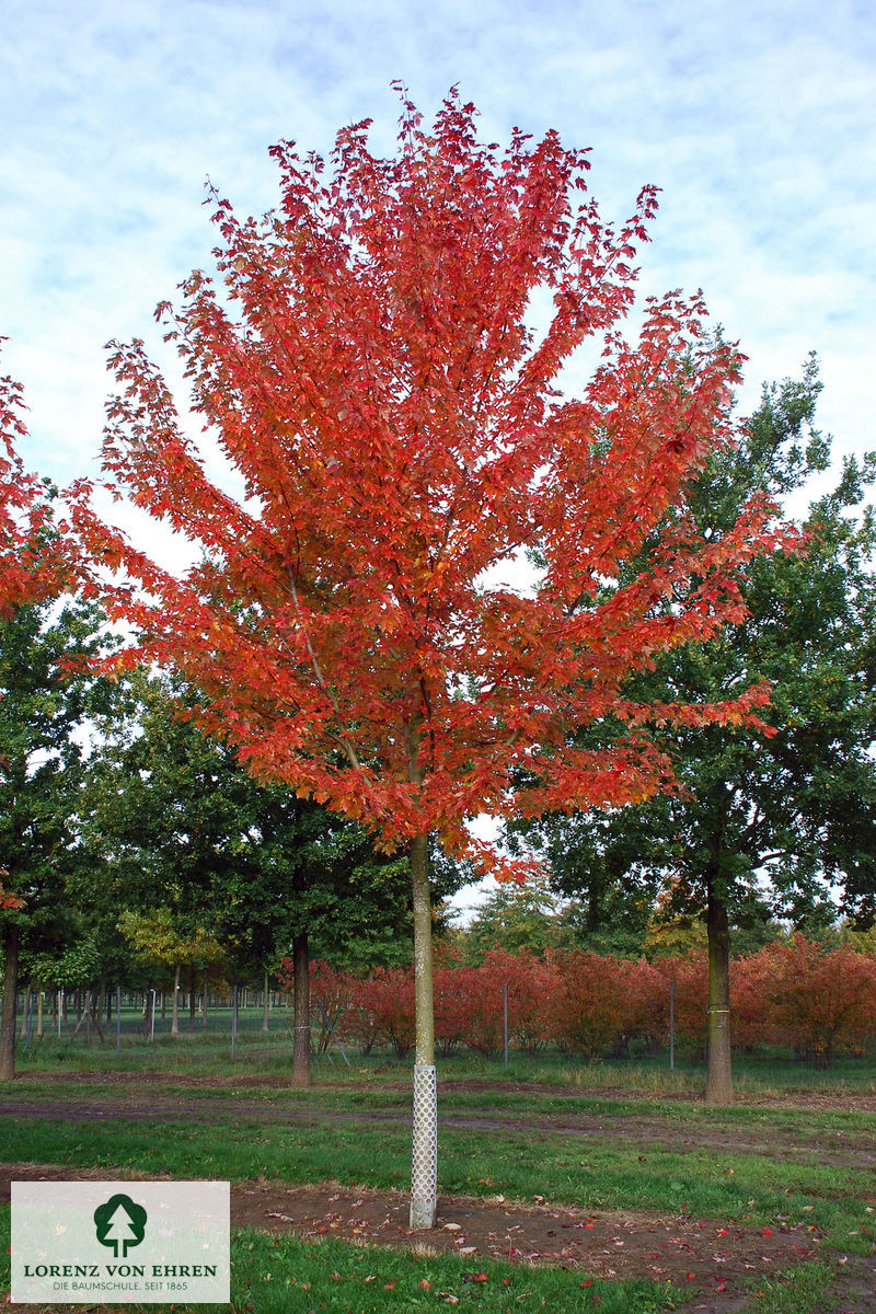 Acer freemanii 'Armstrong'