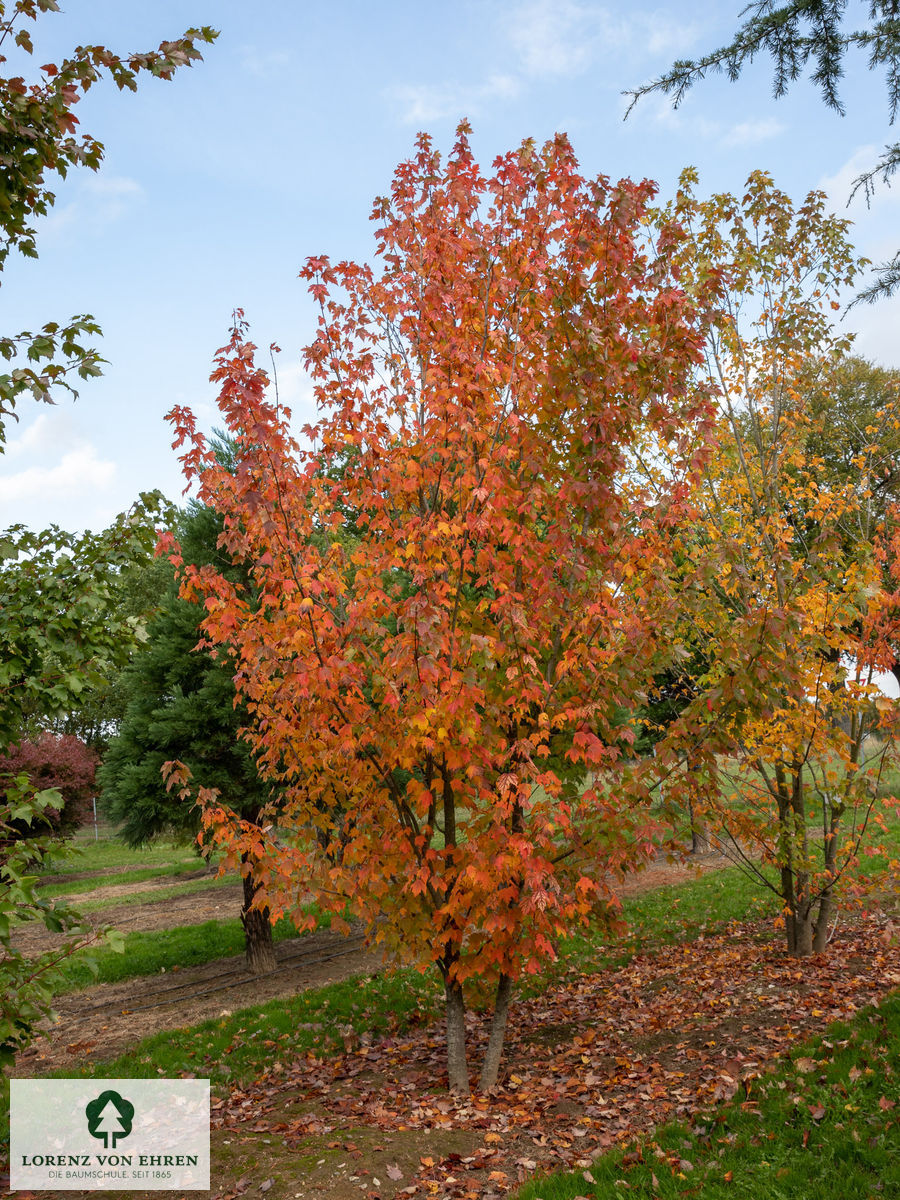 Acer freemanii 'Armstrong'