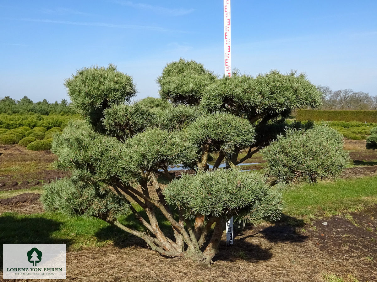 Pinus sylvestris 'Watereri' | Baumschule LvE